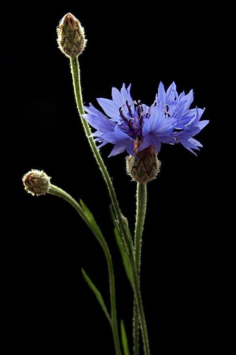 Haber Wildflower Photography, Wildflowers Photography, Bachelor Buttons, Blue Cornflower, Floral Photography, Flowers Nature, Flower Pictures, Amazing Flowers, Love Flowers