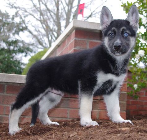 Gerberian Shepsky (German Shepherd Siberian Husky Mix) Facts, Temperament, Training, Puppies, Pictures Shepsky Puppy, Gerberian Shepsky, German Shepherd Husky Mix, German Shepherd Husky, German Shepherd Mix, Bulldog Breeds, Siberian Husky Dog, Most Popular Dog Breeds, Coban