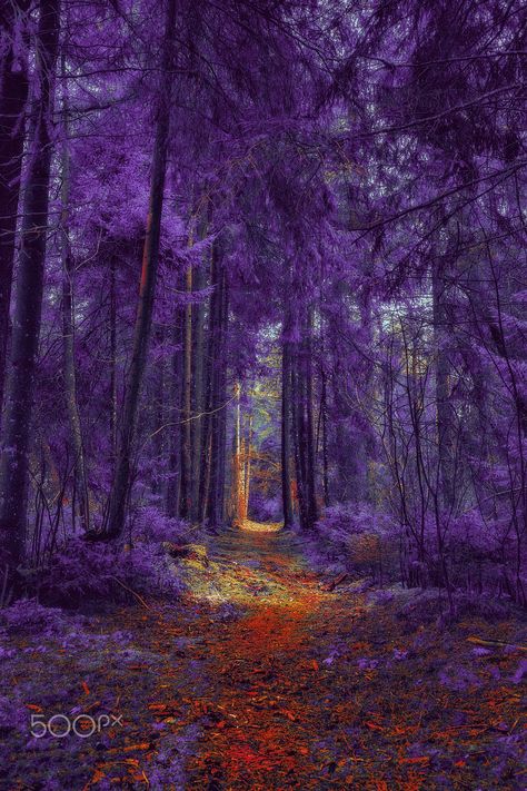 Purple Kingdom Fantasy Art, Wisteria Forest, Purple Forest, Wisteria Tree, Purple Trees, Wallpaper Collage, Magic Forest, Pretty Landscapes, Fantasy Art Landscapes