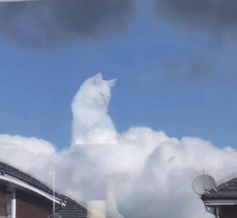 White cat looks like it is a cloud Cat On Cloud Tattoo, Cloud Animals, Pet Cloud, Cat Cloud Wallpaper, Cat Cloud, White Cat Asthetics Photos, Cute Clouds, Cat And Cloud, White Cats With Blue Eyes Aesthetic