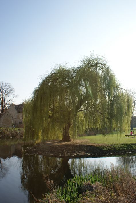 Tree Tattoo Simple, Weeping Willow Tree Tattoo, Willow Tree Tattoo, Willow Tree Tattoos, Tattoo Tree, Willow Trees, Weeping Willow Tree, Tattoo Simple, Weeping Willow