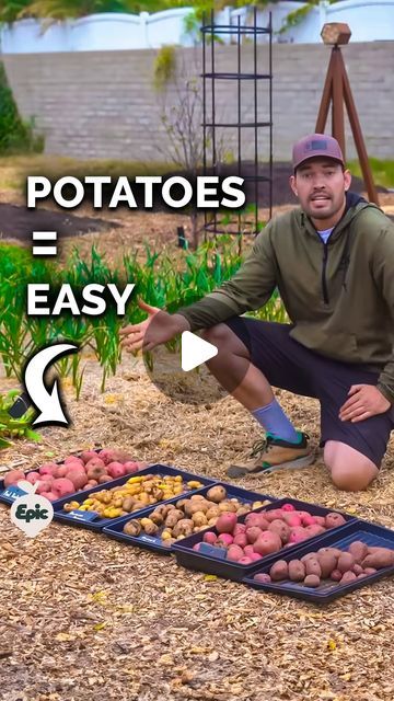 Potatoes Grown In Containers, How To Plant A Potato, Potato Seeds Plants How To Grow, Planting Potatoes In The Ground, Growing Potatoes In Buckets, How To Grow Potatoes, Growing Potatoes In Containers, Grow Potatoes In Container, Potato Plant