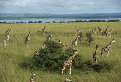 The grassland biome is made up of large open areas of grasses. They are maintained by grazing animals and frequent fires. Types of grasslands include savannas and temperate grasslands. Grassland Biome, Savanna Grassland, National Geographic Expeditions, Lion Africa, Joel Sartore, Safari Tour, New Africa, Biome, Game Reserve