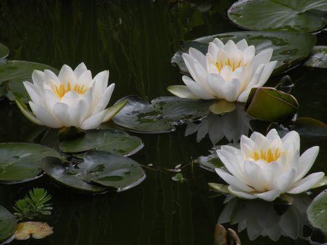 Water Lilies Pictures, Water Lilys Aesthetic, Water Lilies Flowers, Water Lily Reference, Water Lily Pictures, Water Lily Flower Aesthetic, White Lotus Flower Aesthetic, White Water Lily Tattoo, Water Lillie’s