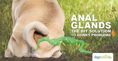 How To Clean Dog Glands, Expressing Dog Glands, How To Express Dogs Glands, Dog Glands, Pet Remedies, Dog Remedies, Dog Grooming Tips, Dog Information, Dog Info