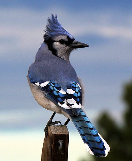 Meet the Jays: Blue Jays, Steller's Jays, and Western Scrub-Jays - Birds and Blooms Blue Jay Bird, Jay Bird, Most Beautiful Birds, Airbrush Art, Nature Birds, Backyard Birds, Bird Pictures, Exotic Birds, Bird Drawings