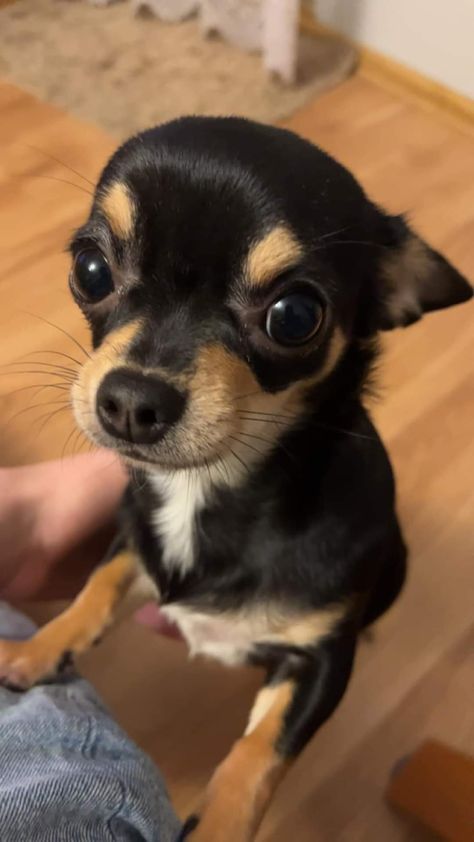 Chuachua Dog, Chiwawa Puppies, Wholesome Dog, Black Chihuahua, Funny Dog Photos, Super Cute Puppies, Ideal Life, Cute Animals Puppies, Very Cute Dogs