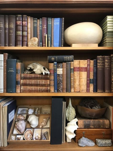 Natural History Interior Design, Zoologist Aesthetic Room, Archaeology Aesthetic Room, Natural History Decor, Dark Academia Shelves, Science Bedroom Aesthetic, Cabinet Of Curiosities Aesthetic, Archeology Aesthetic Room, Taxidermy Aesthetic