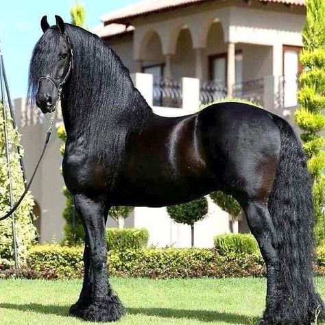 Unusual Horse, Friesian Stallion, Friesian Horses, Big Horses, Black Horses, Most Beautiful Horses, Friesian Horse, Most Beautiful Animals, Majestic Horse