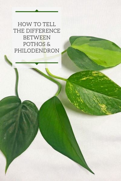 Indoor Plants Philodendron, Propagating Philodendron, Philodendron Types, Philodendron Plant Care, Indoor Plants Ideas Decor, Hanging Plant Indoor, Pathos Plant, Plants Types, Indoor Plant Ideas