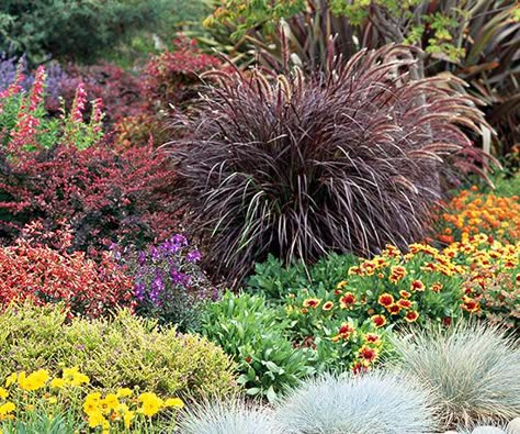 Purple Fountaingrass  (Pennisetum setaceum 'Purpureum') -  A favorite of gardeners everywhere because of its burgundy-red foliage all season long, this tender perennial is often used in container gardens.  Full sun and well-drained soil; Size: To 3 feet tall; Zones: 9-10 (grown as an annual in cooler climates); Plant This Grass Because: It offers rich, deep purple color. Ornamental Grass Landscape, Pennisetum Setaceum, Fountain Grass, Grasses Landscaping, Grasses Garden, Have Inspiration, Container Gardens, Ornamental Grasses, Landscape Ideas