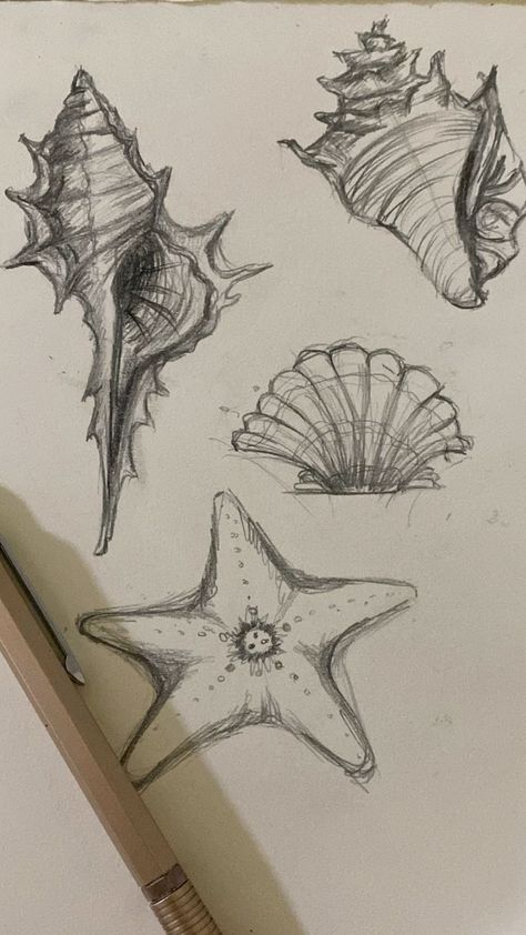 Drawing Of Shells, Ocean Inspired Drawings, Ocean Life Sketches, Things To Draw Ocean, Things To Draw Realism, Fill In Drawings, Pretty Art Sketches, Tropical Drawing Ideas, Drawing With Charcoal Pencils