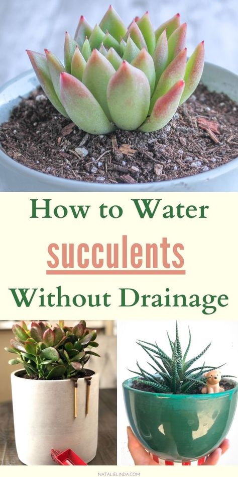 Learn how to water your succulents even if your container has no drainge holes! It's possible to grow succulents in cute planters and succulent bowls without drainage. Get the watering tips you need to succeeed so you can create beautiful succulent arrangements in any planting medium! How To Plant Succulents In Pots, Succulent Planter Ideas Indoor, How To Make A Succulent Bowl, How To Plant Succulents In Containers, How To Care For Succulents Indoors, Low Light Succulents Indoor, How To Take Care Of Succulents, Caring For Succulents Indoor, How To Care For Succulents