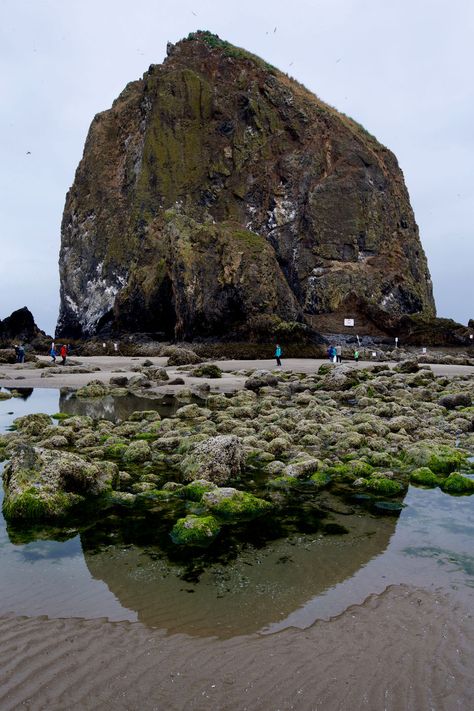 super-low-tides-allow-beachgoers-to-walk-all-the-way-around-haystack-rock-Oregon Haystack Rock Oregon, Oregon Beach, Haystack Rock, Oregon Beaches, Cannon Beach Oregon, Oregon Usa, Cannon Beach, Tide Pools, Art Journals