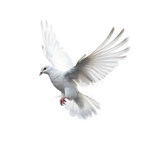 White Dove, Jesus Is Coming, White Doves, Jesus Saves, 1st Boy Birthday, Moana, Art Project, Free Png, Paloma