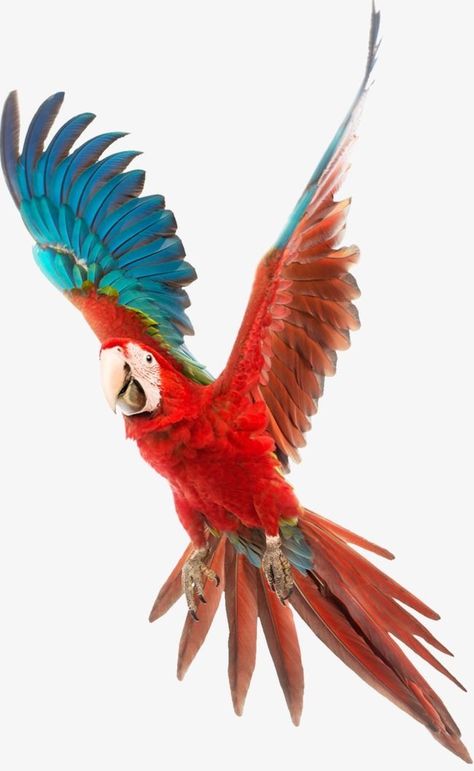 Burung Kakatua, Parrot Flying, Parrots Art, Funny Parrots, Macaw Parrot, Colorful Parrots, African Grey Parrot, Bird Artwork, Parrot Bird