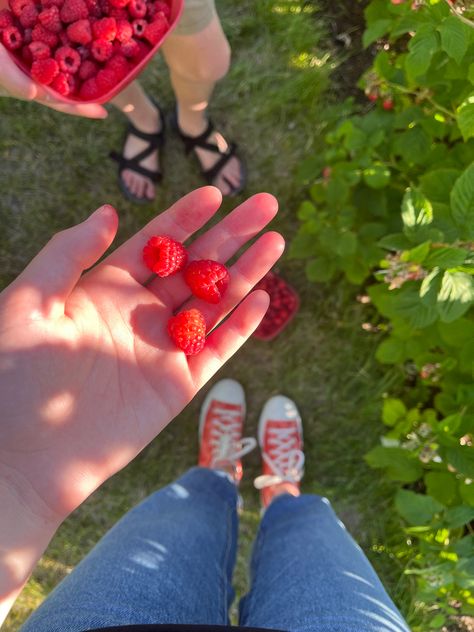 Picking Raspberries Aesthetic, Raspberry Picking Aesthetic, Picking Raspberries, Raspberry Aesthetic, Raspberry Picking, Raspberry Torte, Berry Picking, Fruit Picking, Dream Summer