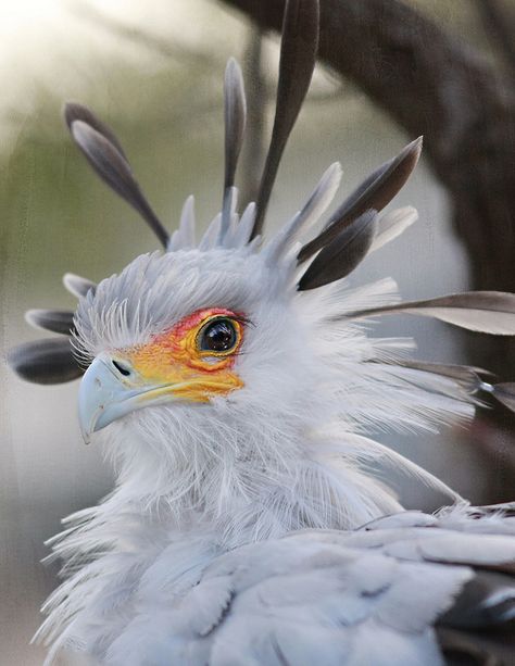 SECRETARY BIRD - The Secretarybird has traditionally been admired in Africa for its striking appearance and ability to deal with pests and snakes. Africans sometimes call it the Devil's Horse. As such it has often not been disturbed, although this is changing as traditional observances have declined. The Secretarybird is the national emblem of Sudan as well as a prominent feature on the Coat of arms of South Africa. - Wikipedia Secretary Birds, Secretary Bird, Regard Animal, Arte Pin Up, Matka Natura, Animale Rare, Kinds Of Birds, Pretty Animals, Airbrush Art