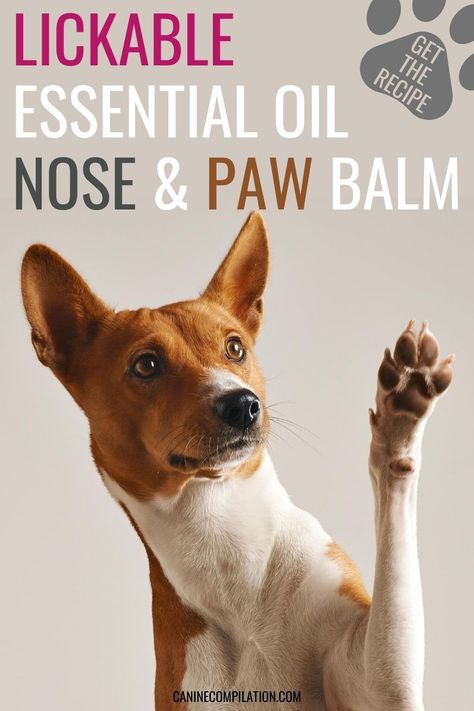 Paw Balm Recipe, Oils To Avoid, Essential Oils For Dogs, Essential Oils For Fleas, Dog Homemade, Homemade Wipes, Dog Balm, Dog Paw Balm, Essential Oils Dogs