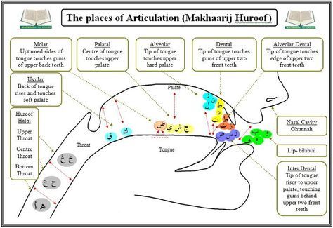 The places of Articulation the Arabic letters Taal Posters, Learning Arabic For Beginners, Spoken Arabic, Islamic Kids Activities, Tajweed Quran, Arabic Letters, Teach Arabic, Learn Arabic Alphabet, Arabic Lessons