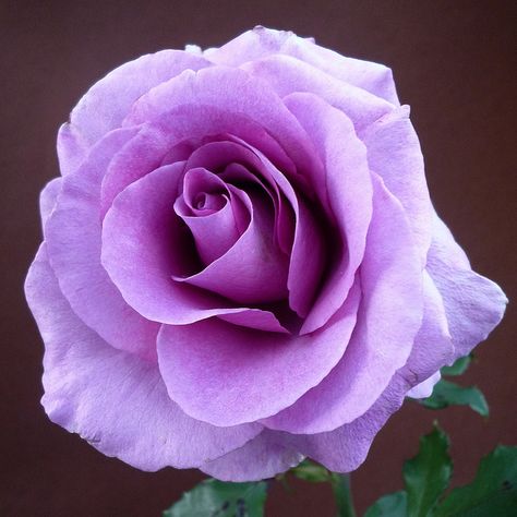 Rose Lovely Paintings, Happy Birthday Rose, Rose Belle, 2 Flowers, Rose Seeds, Rose Pictures, Colorful Roses, Hybrid Tea Roses, Lavender Roses