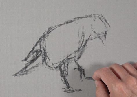 Charcoal Drawing Tutorial, Compressed Charcoal, Improve Drawings, Vine Charcoal, Charcoal Paper, Charcoal Sticks, Stick Drawings, Soft Pastel Art, Bird Sketch