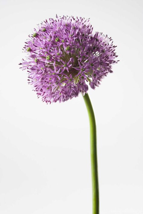 The best time for dividing and planting allium bulbs is in the fall. Make sure the foliage... Alium Flower, Allium Bulbs, Allium Flowers, Healthy Garden, In The Fall, My Flower, Culture Art, Planting, Make Sure