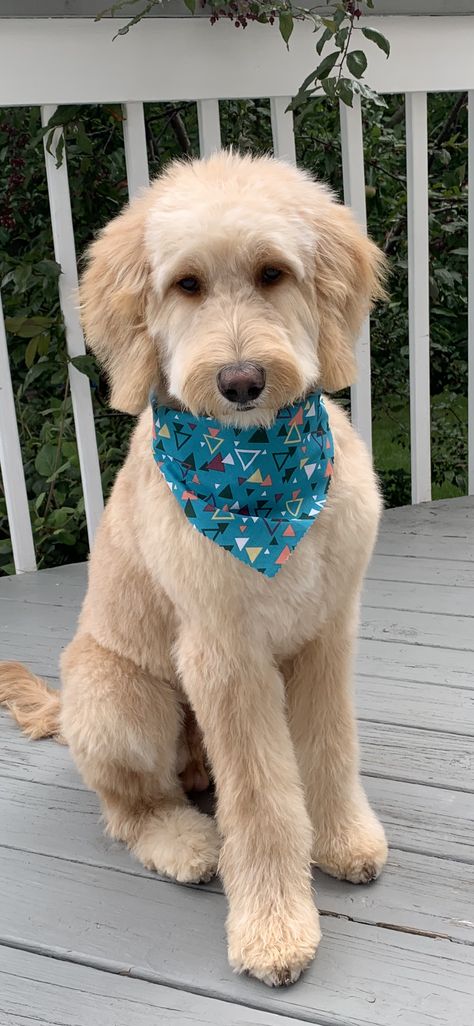 Aussiedoodle Teddy Bear Haircut, Labradoodle Haircut Style Summer, Short Mini Goldendoodle Haircut, Dog Haircut Ideas, Straight Hair Golden Doodle Haircut, Wavy Doodle Haircuts, Labradoodle Haircuts, Mini Aussie Doodle Haircut Styles, Mini Goldendoodle Haircut Styles