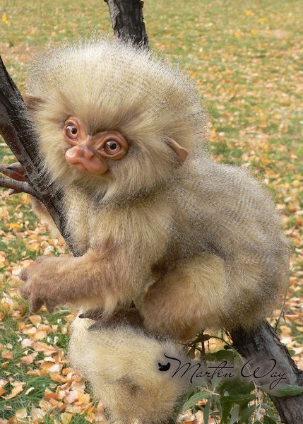 Pygmy Marmoset Monkey Monkey For Order By Kunitsinaelena Marmoset Monkey Pygmy Marmoset Weird Animals