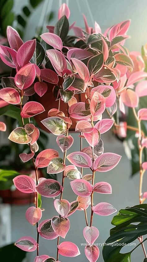 15 Stunning Pink Houseplants You Need For Your Home ASAP Pink Green Plant, Pink Plants Indoor, Rare Plants Houseplant, Pink Pothos, Pretty Houseplants, Planty Room, Colorful House Plants, Pink House Plants, Pink Houseplants