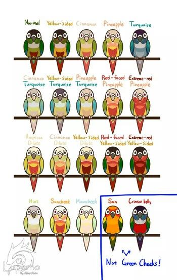 Different types of Green Cheek Conures. - Justice is a Yellow Sided Turquoise Green Cheek. Conure Cage, Types Of Green, Conure Bird, Conure Parrots, Bird Mom, Sun Conure, Parrot Pet, Parrots Art, Bird Aviary