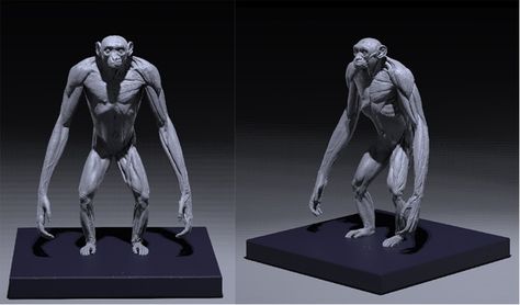 Jun's Anatomy: Human & Great Apes anatomy models by Jun Huang — Kickstarter Human Anatomy Model, Anatomy Models, Great Ape, Human Anatomy, Primates, Anatomy, Greek Statue, Concept Art, Statue