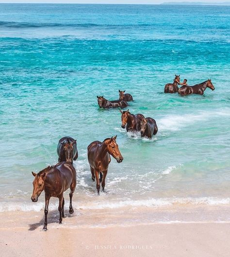 Nihi Sumba Island Sumba Island, Majestic Horse, All The Pretty Horses, Cute Horses, Pretty Horses, Jolie Photo, Horse Photography, Horse Pictures, Horse Love