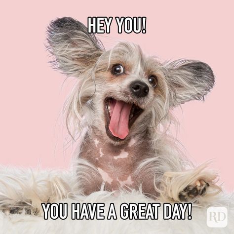 Have A Good Day At Work Funny, Funny Have A Good Day Memes Hilarious, Hey You Have A Great Day, Have A Great Day Quotes Funny Hilarious, Funny Hello Pictures, Have A Great Day At Work, Good Morning Have A Good Day, Have An Awesome Day Quotes, Hope You Have A Great Day