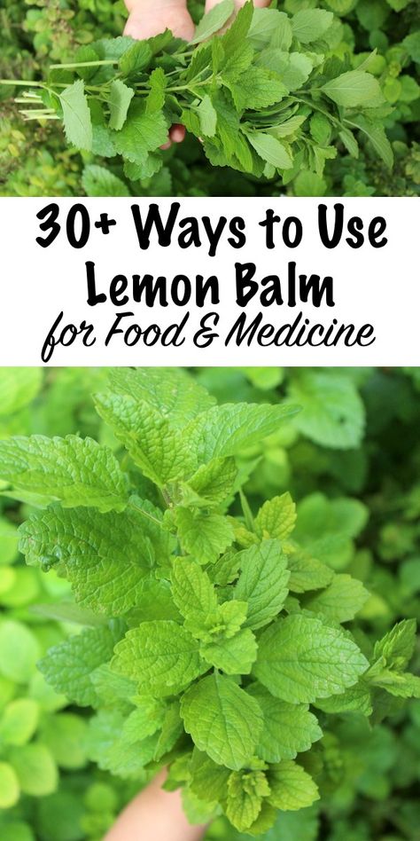 Lemon Balm Uses, Lemon Balm Recipes, Lemon Balm Plant, Lemon Balm Extract, Lemon Benefits, Herbal Recipes, Herbs For Health, Wild Plants, Lemon Balm