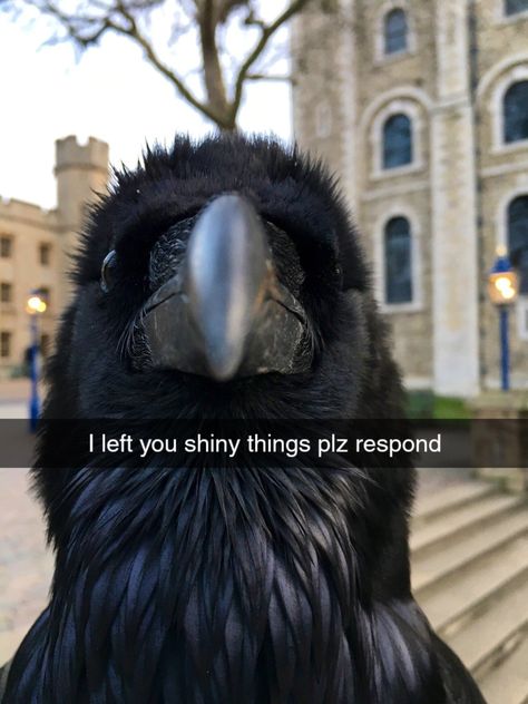 Silly Goofy, Petting Zoo, Crows Ravens, Modern Witch, Oc Ideas, Silly Animals, Funny Animal Memes, Vintage Cartoon, Crows