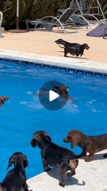 Daschund Swimming, Dachshund Dog Funny, Dashund Dogs, Dachshund Swimming, Mini Daschund, Doxie Humor, Dapple Dachshund Miniature, Dachshund Adoption, Silver Dapple Dachshund