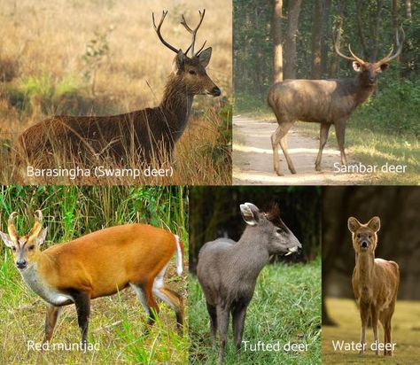 Deer Types, Tufted Deer, Types Of Deer, Sambar Deer, Water Deer, Deer Crossing, Animal Ideas, Fallow Deer, Mythological Creatures