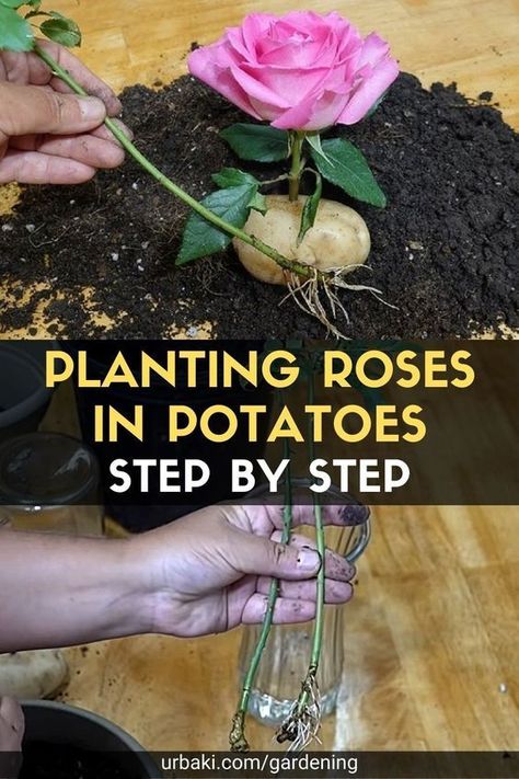 Planting Roses In Potatoes, Grow Roses In Potatoes, Rose Cuttings In Potatoes, Rooting Roses In Potatoes, How To Root Rose Cuttings, How To Plant A Rose From A Stem, Rose Cuttings Rooting, How To Root A Rose Stem, Roses In Potatoes