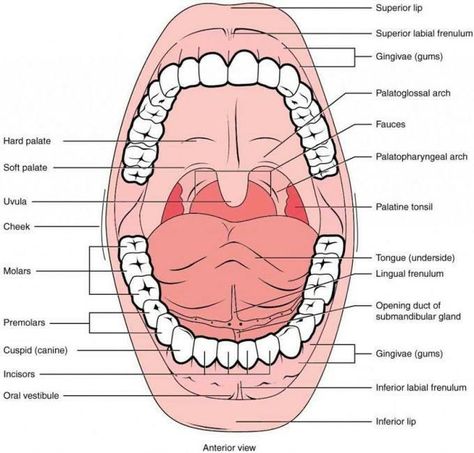 Mouth Diagram, Mouth Anatomy, Teeth Anatomy, Medical Drawings, Milk Teeth, Dental Hygiene School, Nursing Mnemonics, Human Anatomy And Physiology, Medical Studies