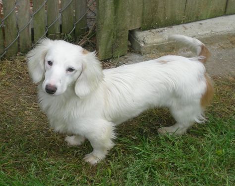 White Dachshund White Dachshund, Doxie Puppies, Dachshund Breed, Miniature Dachshunds, Long Haired Dachshund, Dog Mixes, Weenie Dogs, Dachshund Puppies, Dachshund Lovers