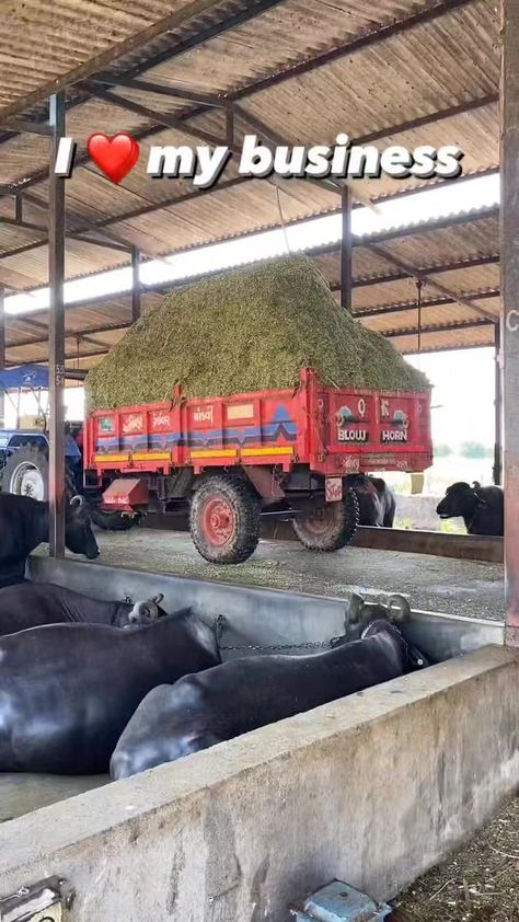 Dairy Farming Business ❤️🔥😍 #dairyfarm #dairyfarming #dairymilk #dairylife #FBVIDEO #fbreels #fbviral #business | fg_dairy_farm_vav | Mapa · Business Success Ff Girl, Dairy Business, Dairy Farming, Dairy Industry, Farming Business, Farm Business, Farm Lifestyle, Dairy Farm, Dairy Farms