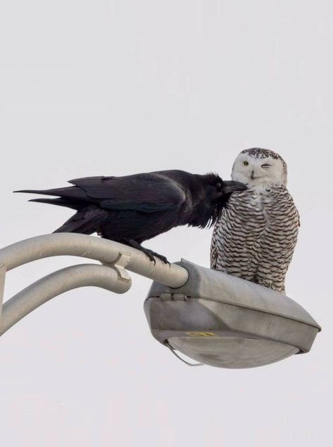 Raven and Snowy Owl have a chat Quebec City, Snowy Owl, Black, Birds, Black And White, White