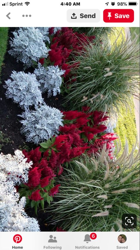 Dusty Miller Landscape Flower Beds, Simple Landscape Ideas, Dream Garden Backyards, Flower Garden Plans, Flower Bed Designs, Small Front Yard Landscaping, Fountain Grass, Garden Vegetables, Front Yard Garden Design