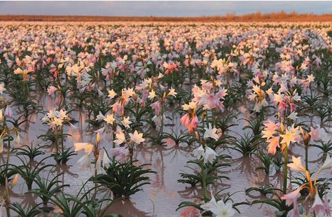 Bushveld vlei lilies which bloomed in Namibia at Sandhof Farm this month for the first time in three years drew crowds from afar. Nature, Sandhof Lilies, First Of The Month, Namib Desert, Lily Bloom, Desert Garden, Rainy Season, Nature Aesthetic, Plant Life