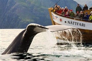 Whale watching in Iceland? Yes please. See more here: http://www.whalewatchingicelandtour.com/ Edinburgh Tours, London Tours, Book Things, Island Tour, White Water Rafting, Iceland Travel, Cruise Travel, Adventure Tours, Whale Watching