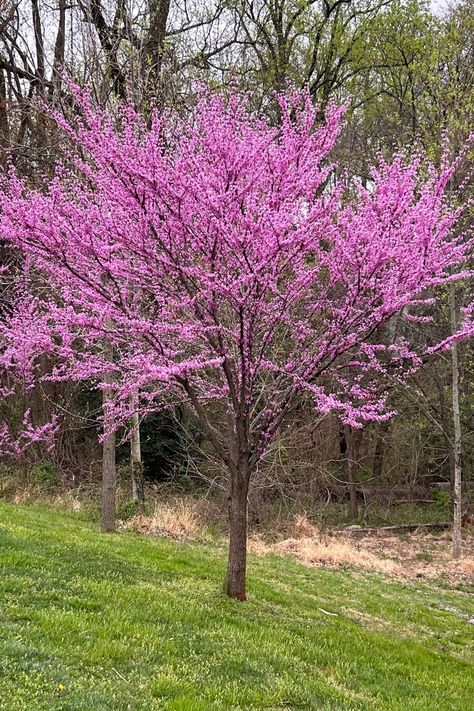 The Eastern Redbud (Cercis canadensis) is a small, low-maintenance tree with pretty lilac pink spring blooms. It attracts pollinators and its small size makes it the perfect tree for smaller yards and landscapes. Read the article and learn how to grow this beautiful native tree. Nature, Eastern Redbud Tree, Yard Renovation, Spring Blooming Trees, Maine Garden, Purple Spring Flowers, Hill Landscaping, Brick Courtyard, Spring Flowering Trees