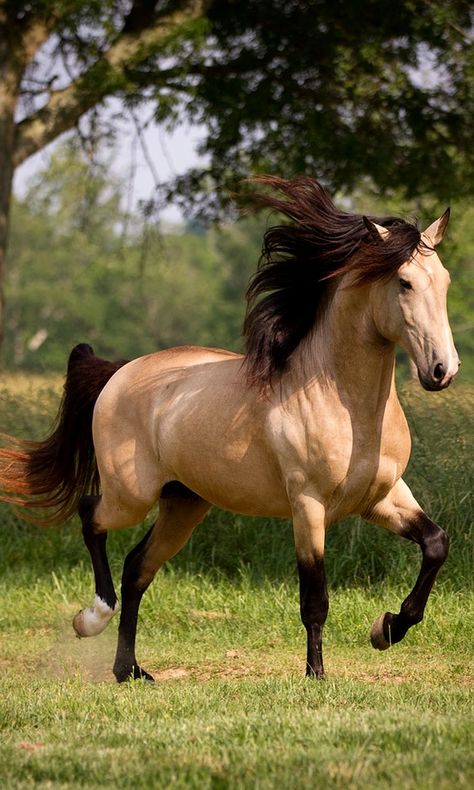 A Beautiful Buckskin.                                                                                                                                                      More Lusitano Stallion, Buckskin Horse, Akhal Teke, Most Beautiful Animals, Majestic Horse, Brown Horse, All The Pretty Horses, Horse Crazy, Airbrush Art