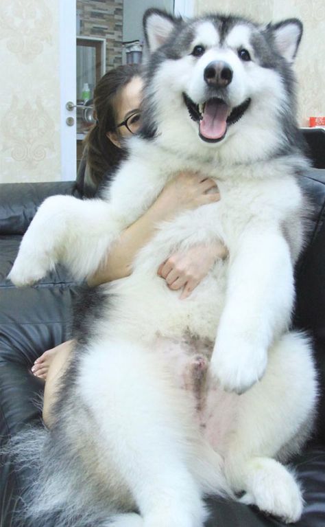 Alaskan Malamute Puppies, Malamute Husky, Cute Husky Puppies, Malamute Dog, Malamute Puppies, Huge Dogs, Cute Husky, Fluffy Dogs, Alaskan Malamute