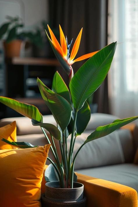 How To Divide A Bird Of Paradise: Propagation Guide Birds Paradise Plant, Bird Of Paradise Plant Indoor, Green Roof Garden, Birds Of Paradise Plant, Human Painting, Bird Paradise, Bird Of Paradise Flower, Dorm Room Wall Art, Bird Of Paradise Plant